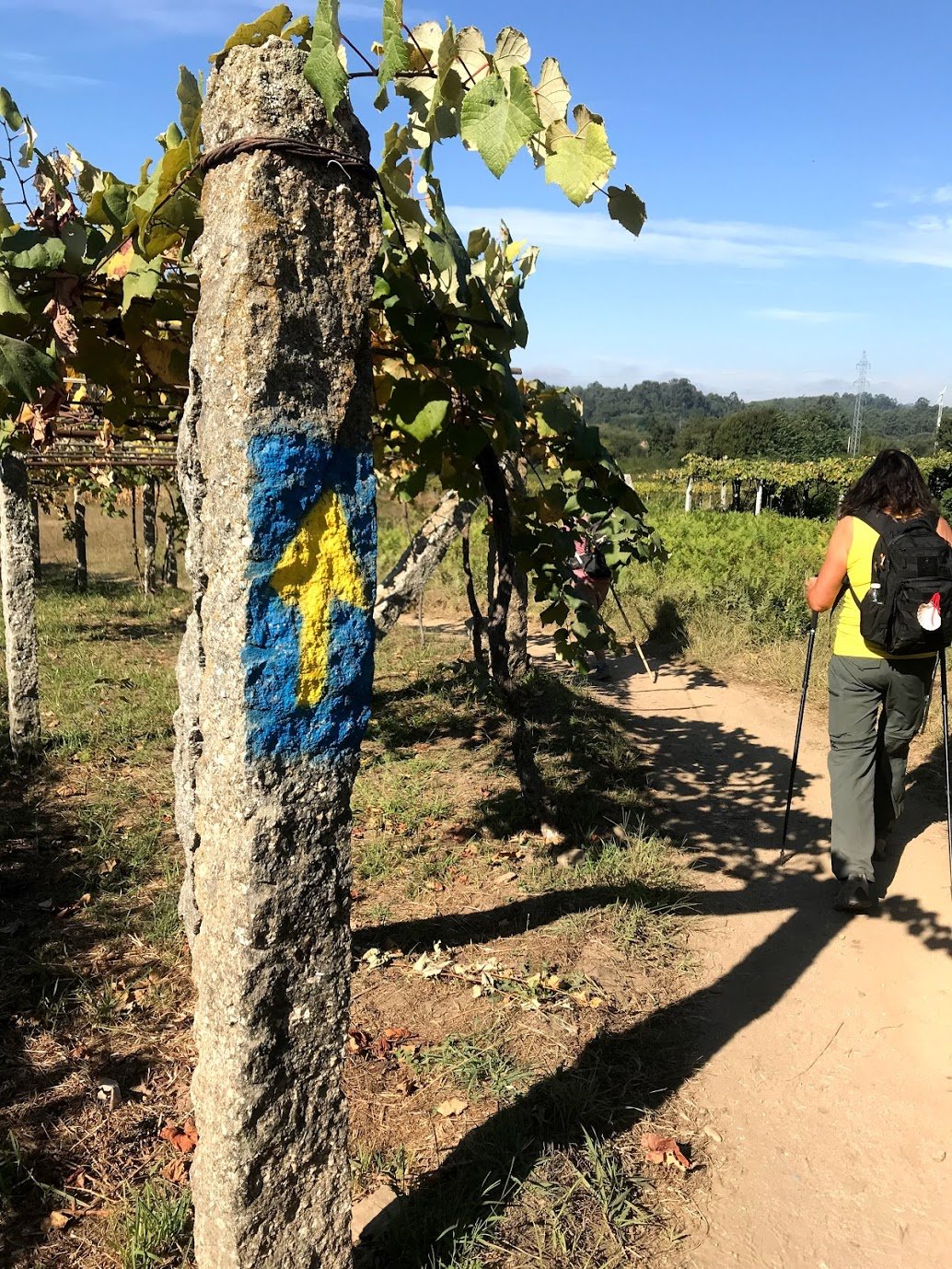 Vineyards on the Portuguese Camino